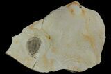 Bargain, Lemureops Kilbeyi Trilobite - Fillmore Formation, Utah #138577-1